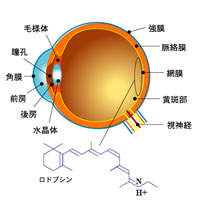 ブラックナイン｜健康美サプリメント｜株式会社LeoSizeDesign